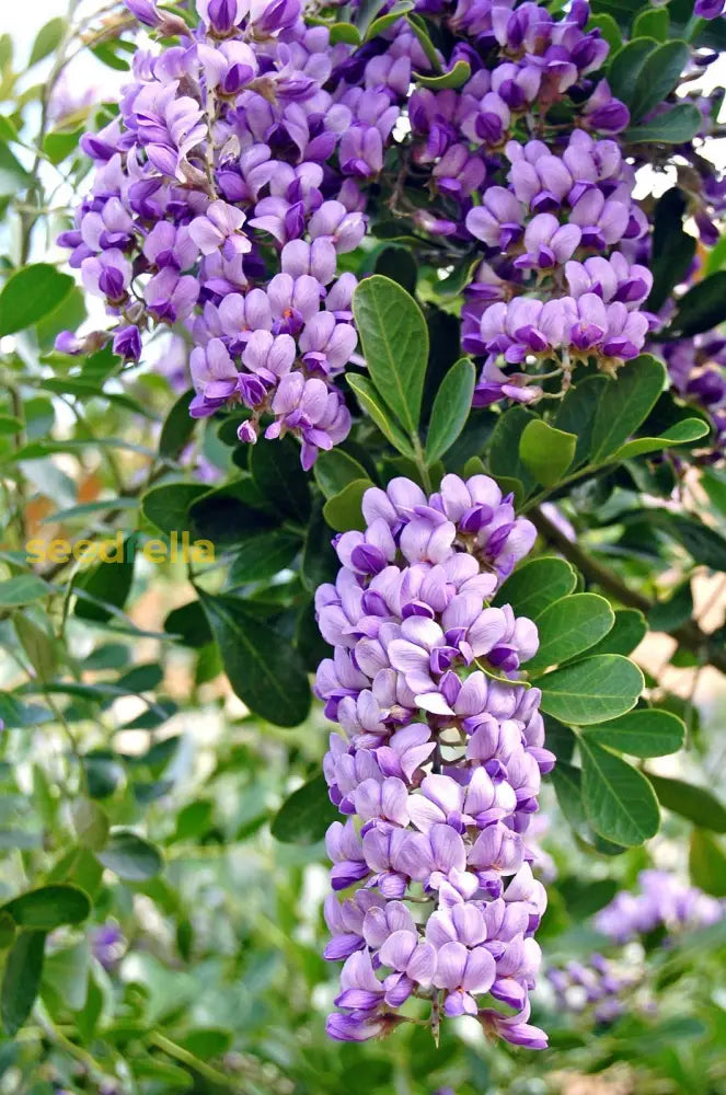 Mescal Bean Seeds For Planting - Texas Mountain Laurel Flower