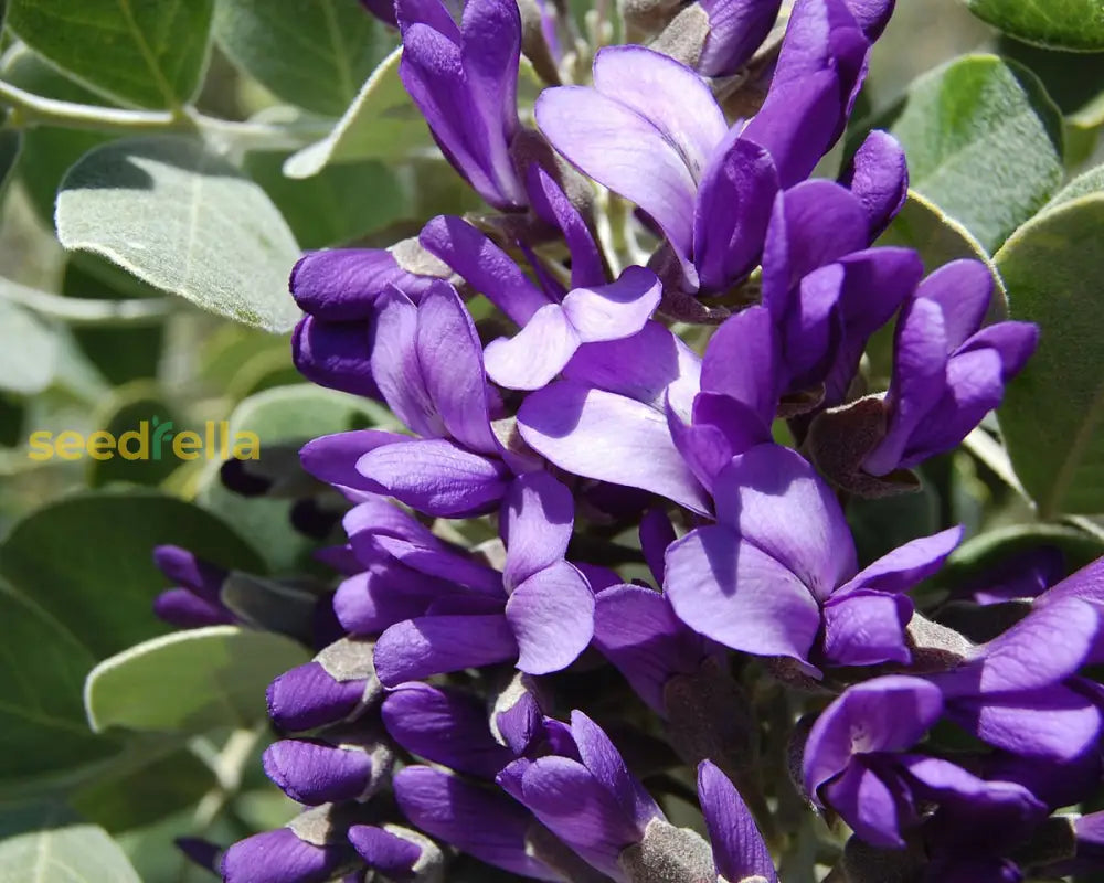 Mescal Bean Seeds For Planting - Texas Mountain Laurel Flower