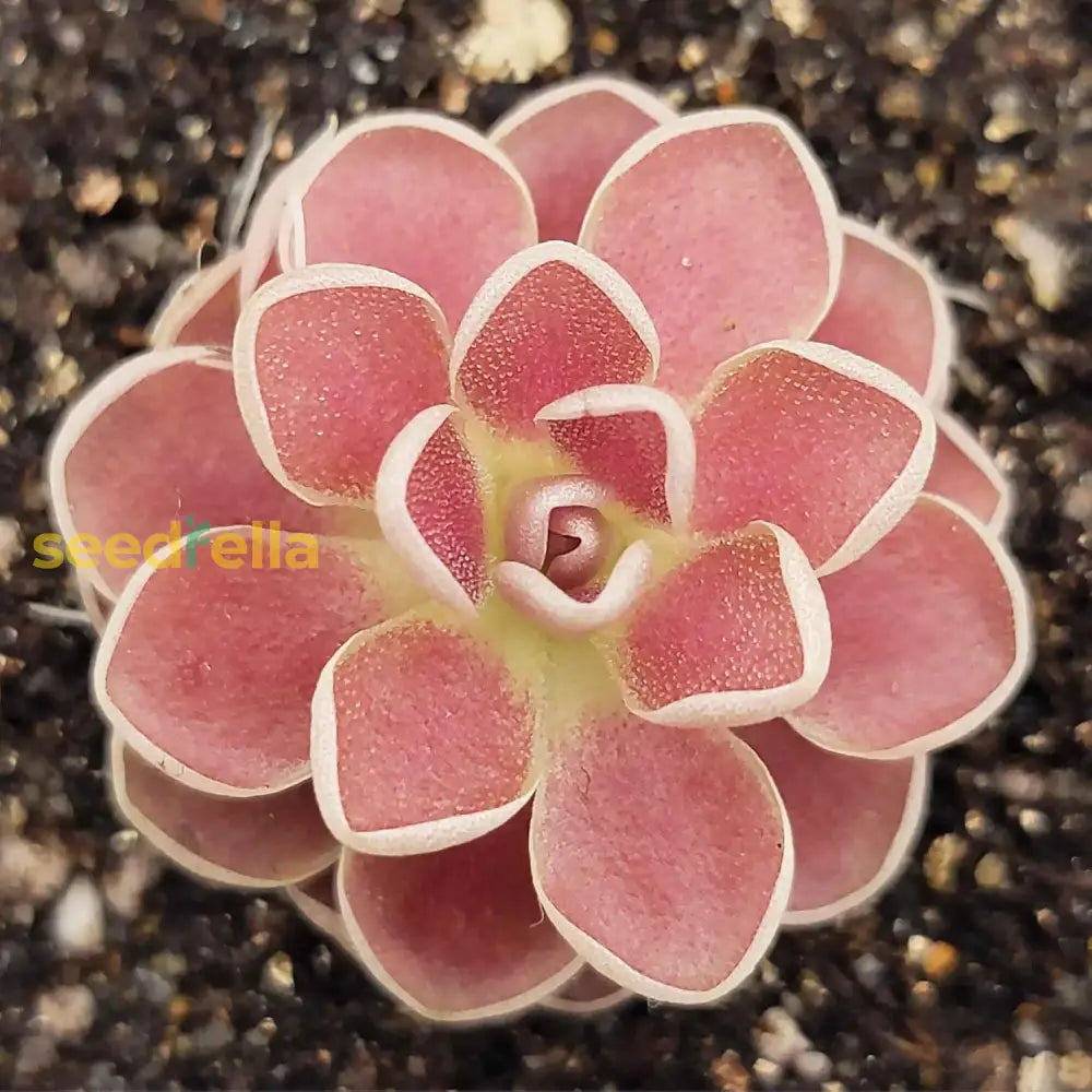 Mexican Butterwort carnivorous seeds for planting