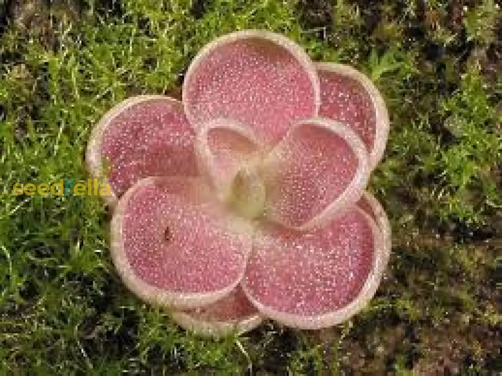 Mexican Butterwort Flower Seeds For Planting  Brighten Your Garden