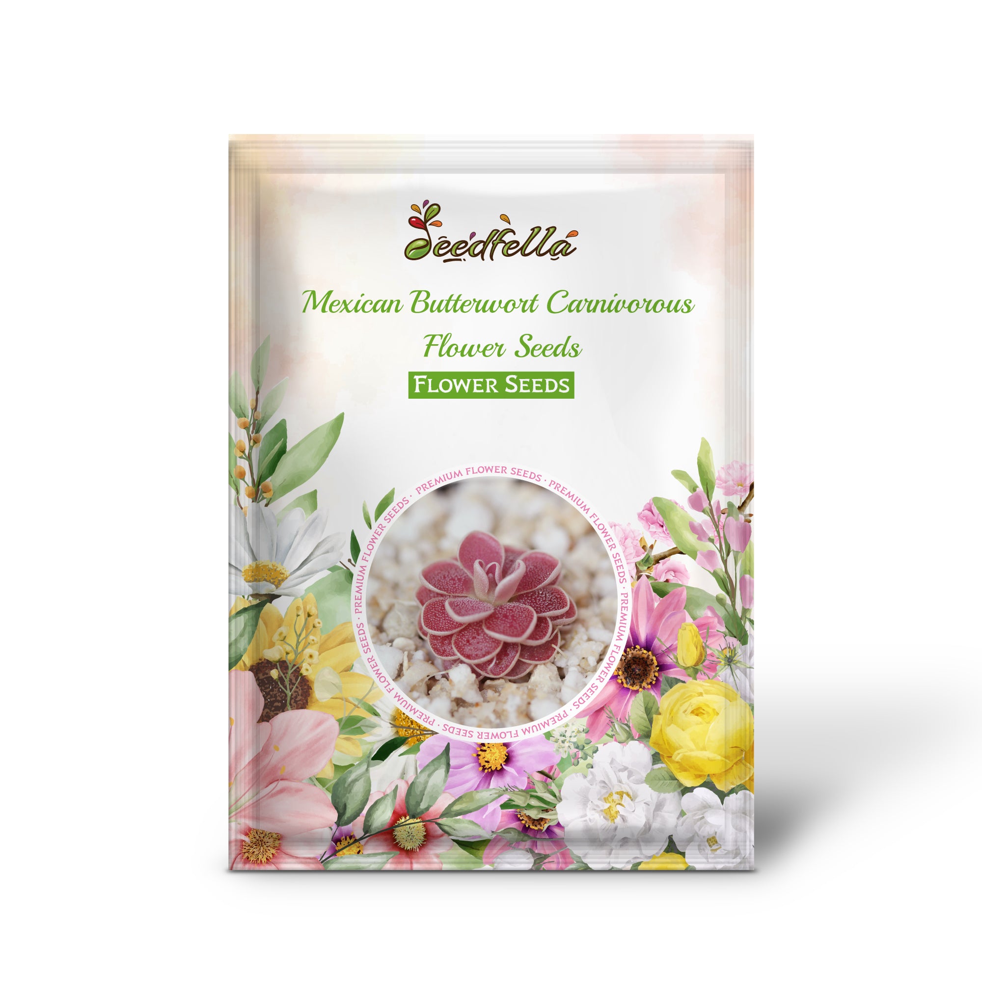 Mexican Butterwort carnivorous seeds germinating indoors