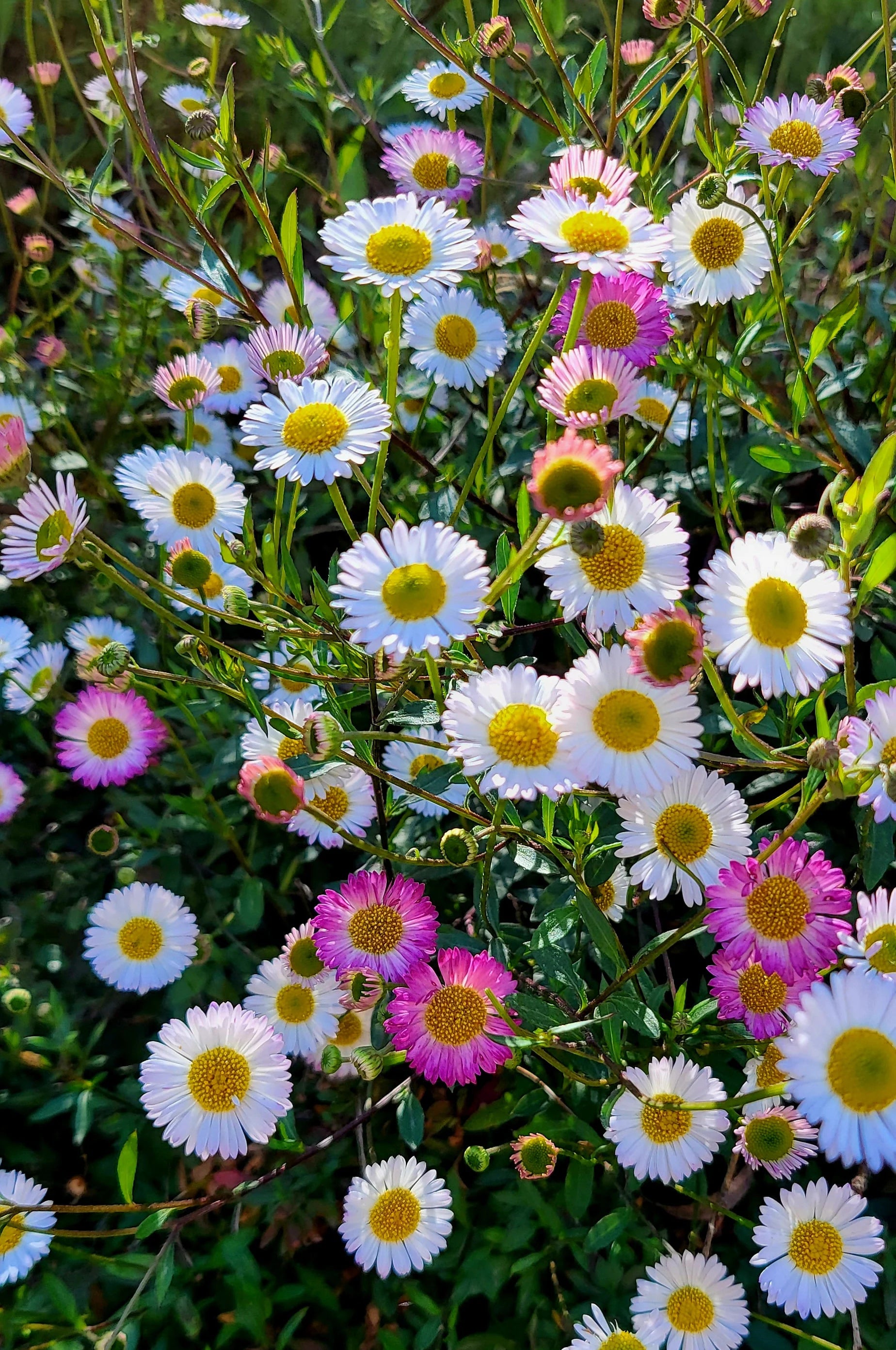 Mexican Fleabane flowers in mixed pastel colors