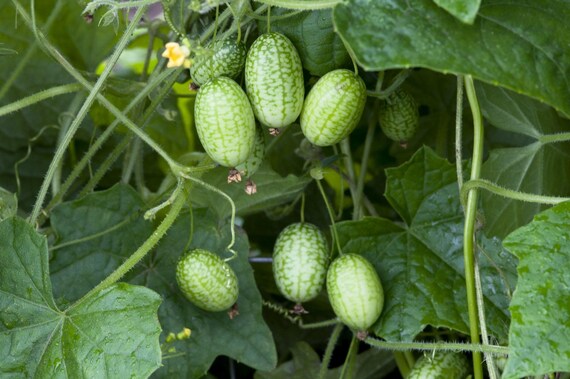 Mexican Gherkin Seeds – Cucamelon Non-GMO Climbing Vine