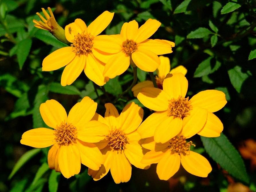 Mexican Marigold Tagetes Seedlings Growing Outdoors