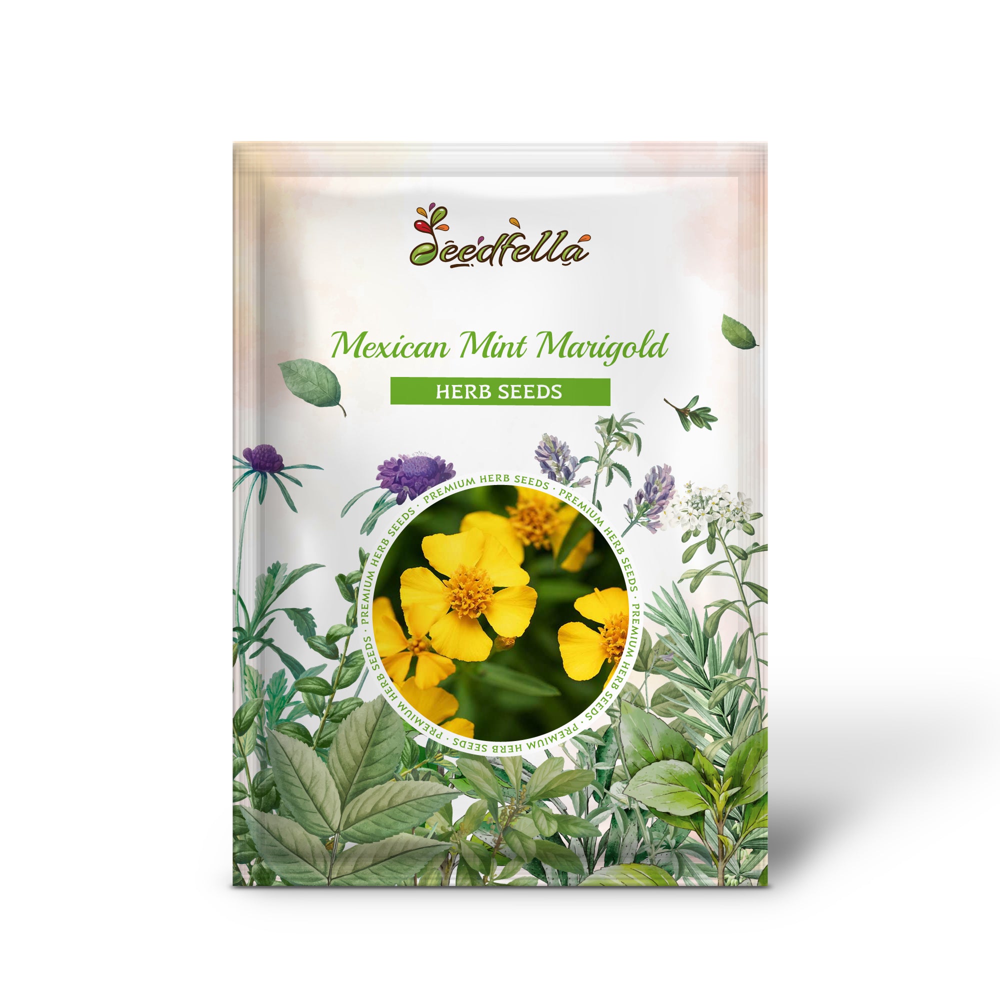 Spanish Tarragon plants grown from non-GMO Mexican Mint Marigold seeds