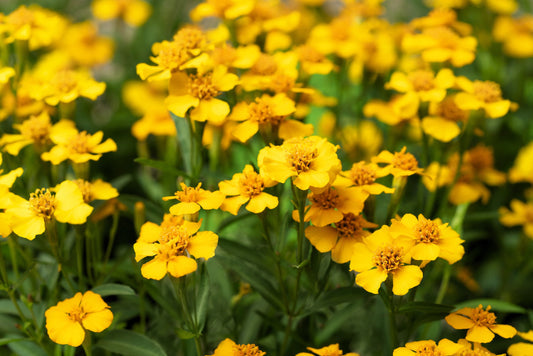 Mexican Mint Marigold seeds Tagetes lucida producing golden-yellow blooms