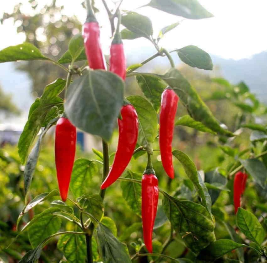 Mexican pepper seeds for home garden and spice garden