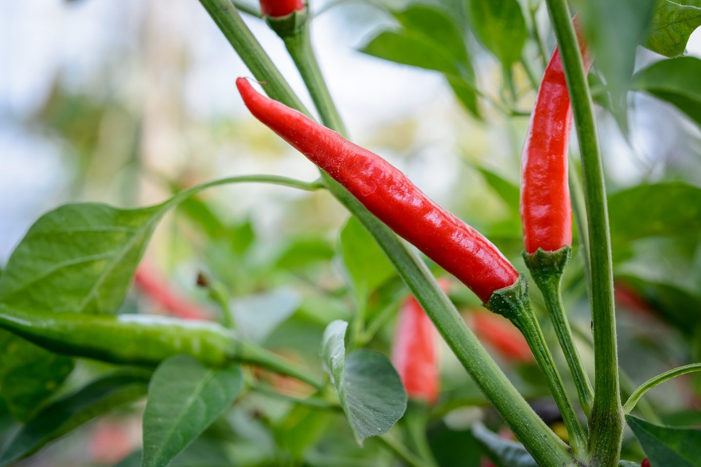 Mexican pepper seeds for planting non GMO high yield variety
