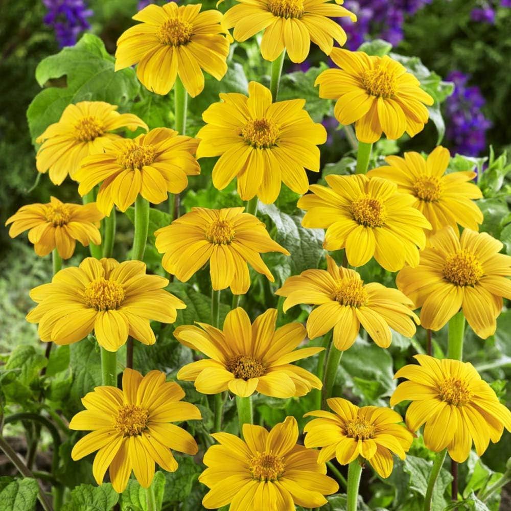 Bright yellow Mexican Sunflower Tree flowers