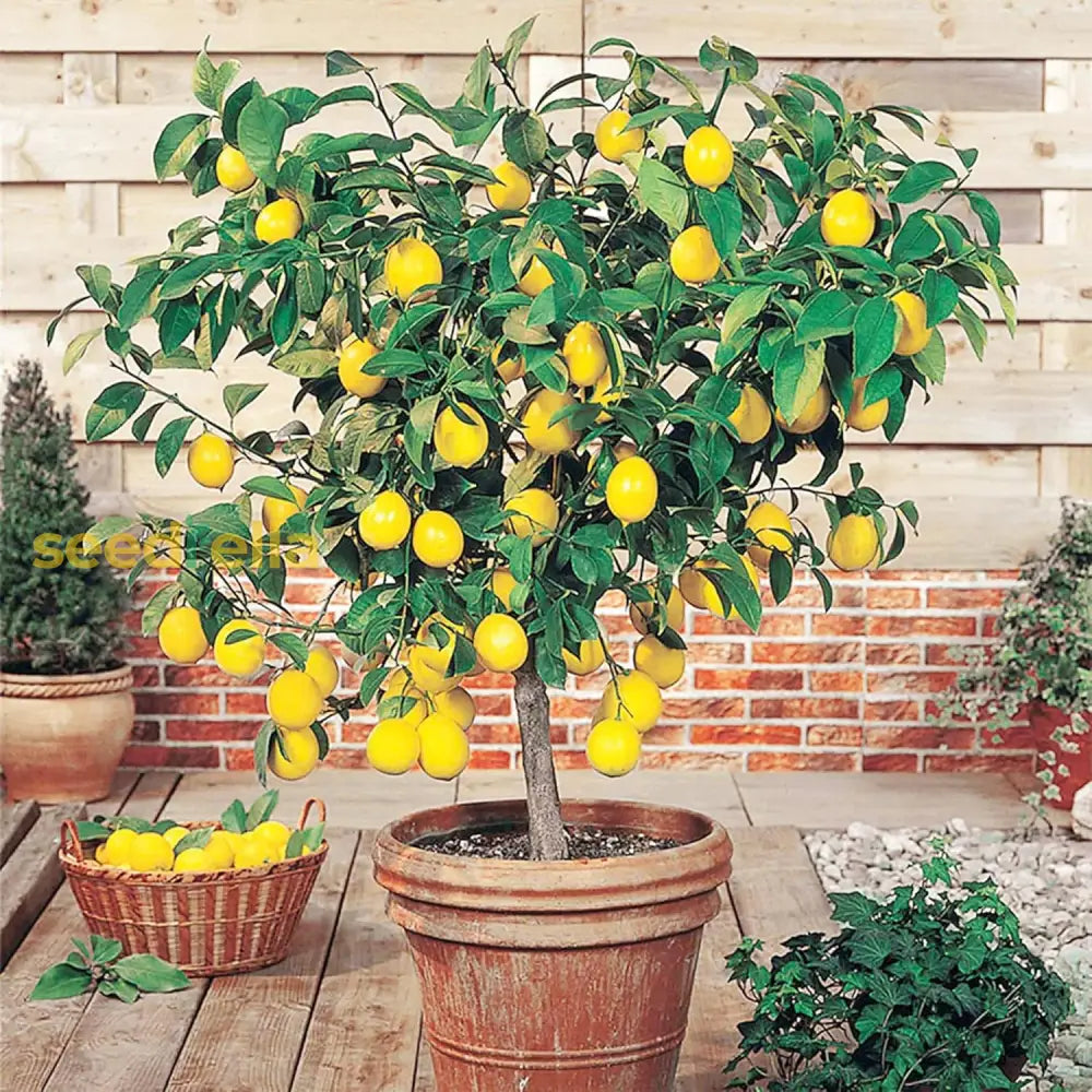 Meyer Dwarf Lemon Tree Seeds Fragrant Broadleaf Evergreen Low Maintenance Attract Bees &