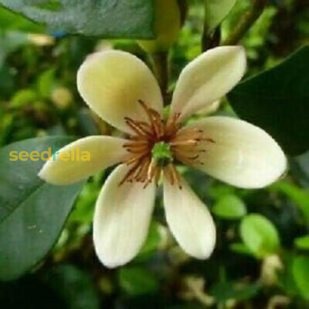 Michelia Flower Seeds Collection For Planting