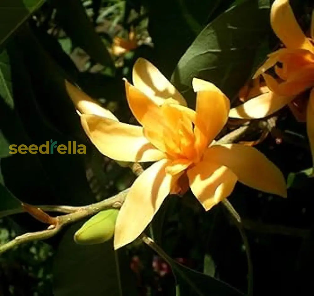 Michelia Flower Seeds Collection For Planting