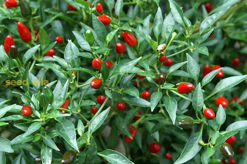 Mild chile pepper garden variety seeds