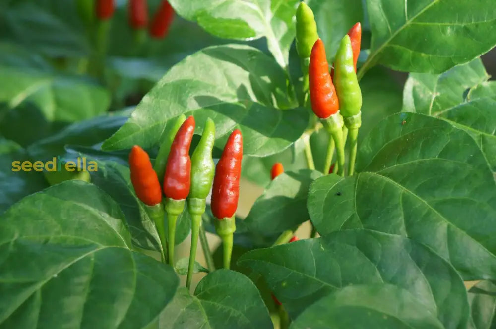 Mild chile pepper seeds growing guide