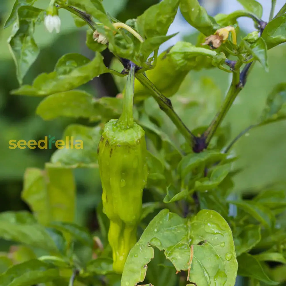 Mild Pepperoncini vegetable seeds