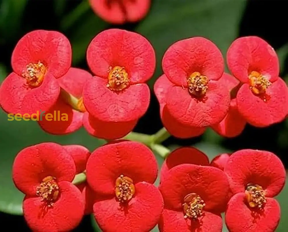 Milii Red Flower Seeds For Planting | Vibrant Annuals Your Garden