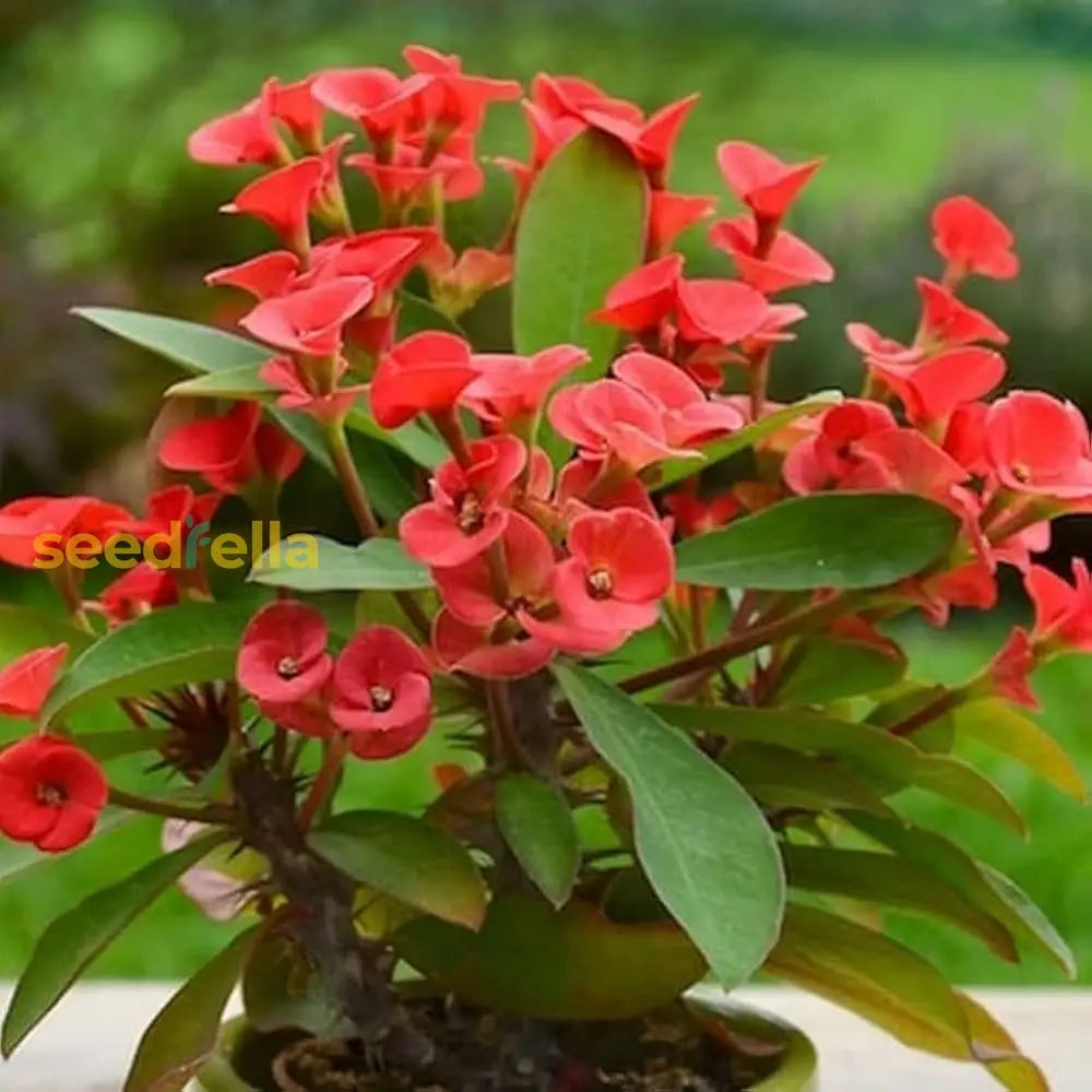 Milii Red Flower Seeds For Planting | Vibrant Annuals Your Garden