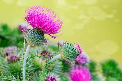 Marbled Green and White Foliage of Blessed Milk Thistle Plant