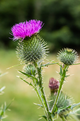 Young Milk Thistle Seedlings Growing in Full Sun Garden