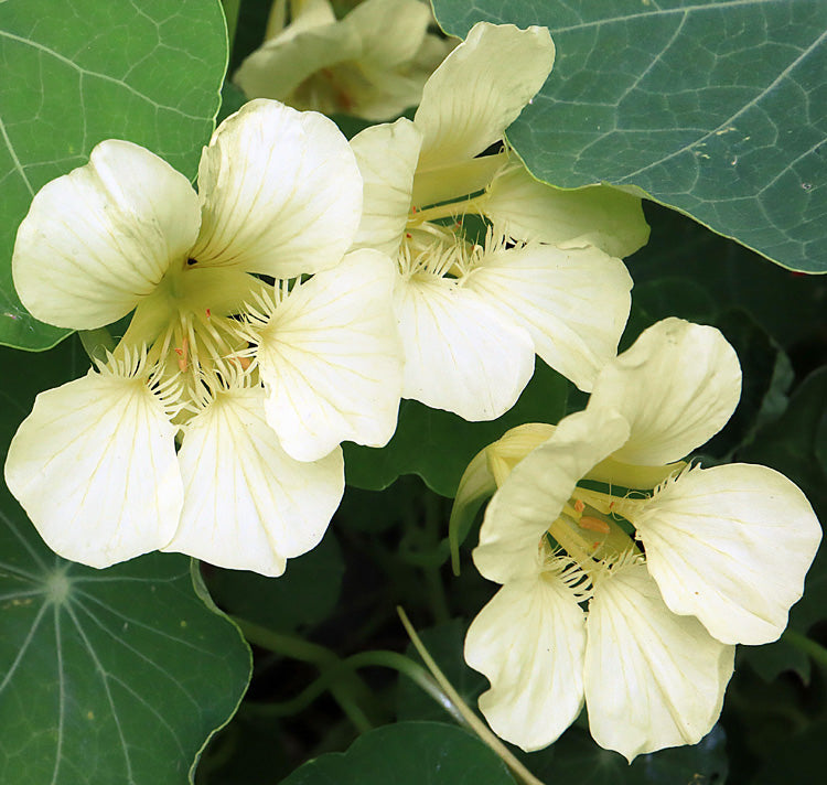 Milkmaid Garden Flower Seeds – Charming Yellow White Blooms