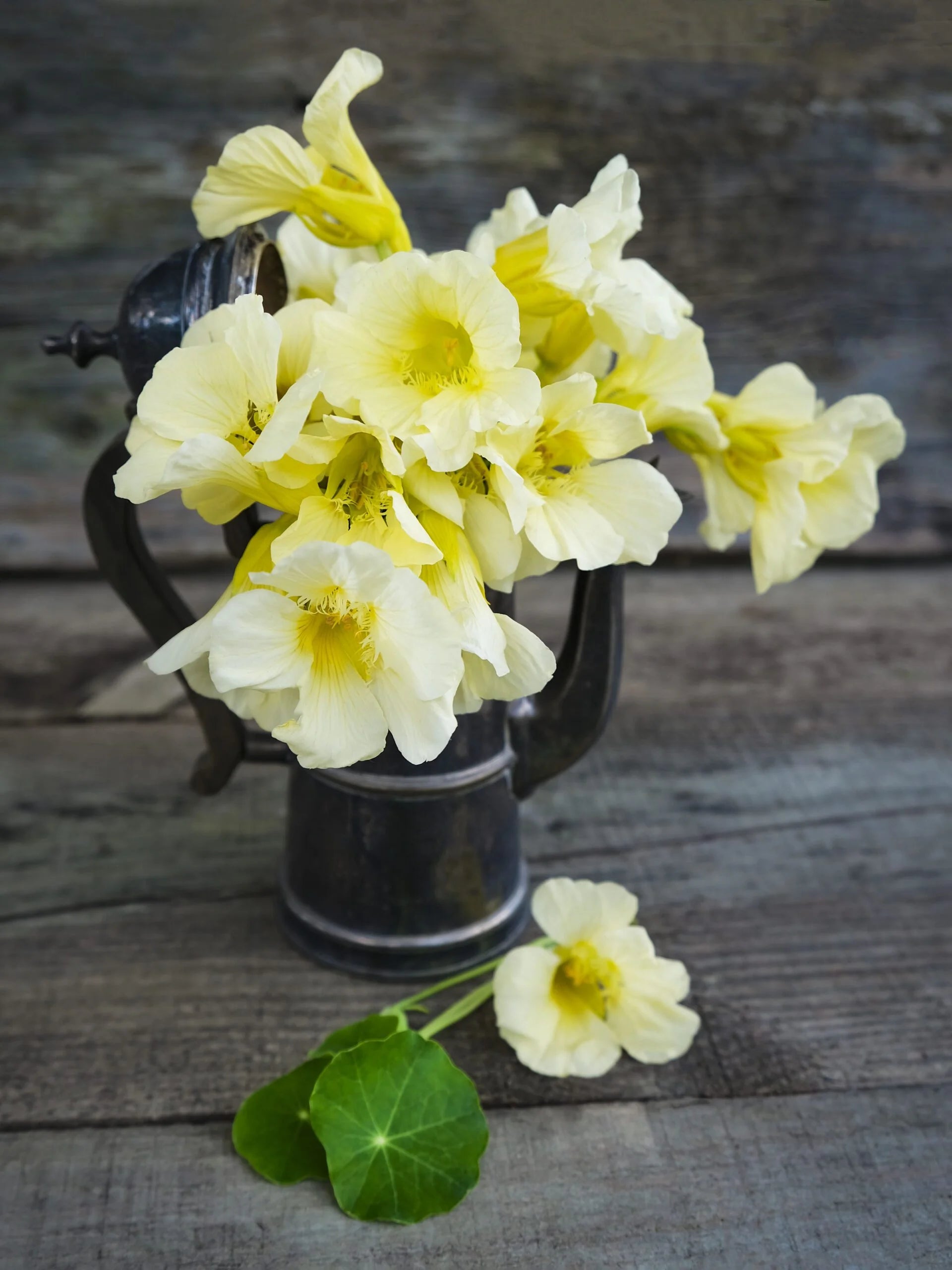 Milkmaid Plant Seeds – Soft Yellow White Flowers for Gardening