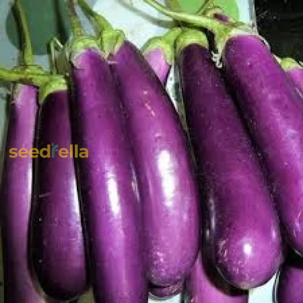 Millionaire Purple Eggplant Seeds For Planting  Grow Delicious Eggplants In Your Garden