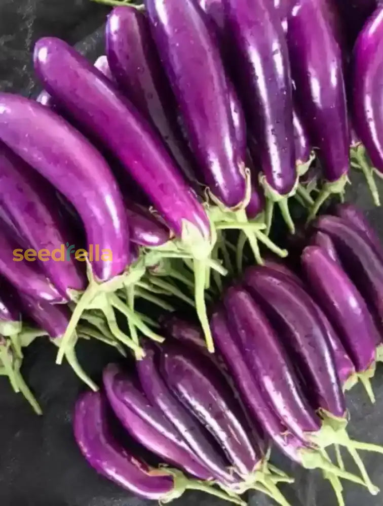 Millionaire Purple Eggplant Seeds For Planting  Grow Delicious Eggplants In Your Garden