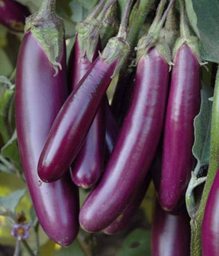 Millionaire Purple eggplant seeds for planting