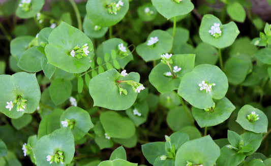 Miner’s Lettuce Claytonia perfoliata vegetable seeds for planting