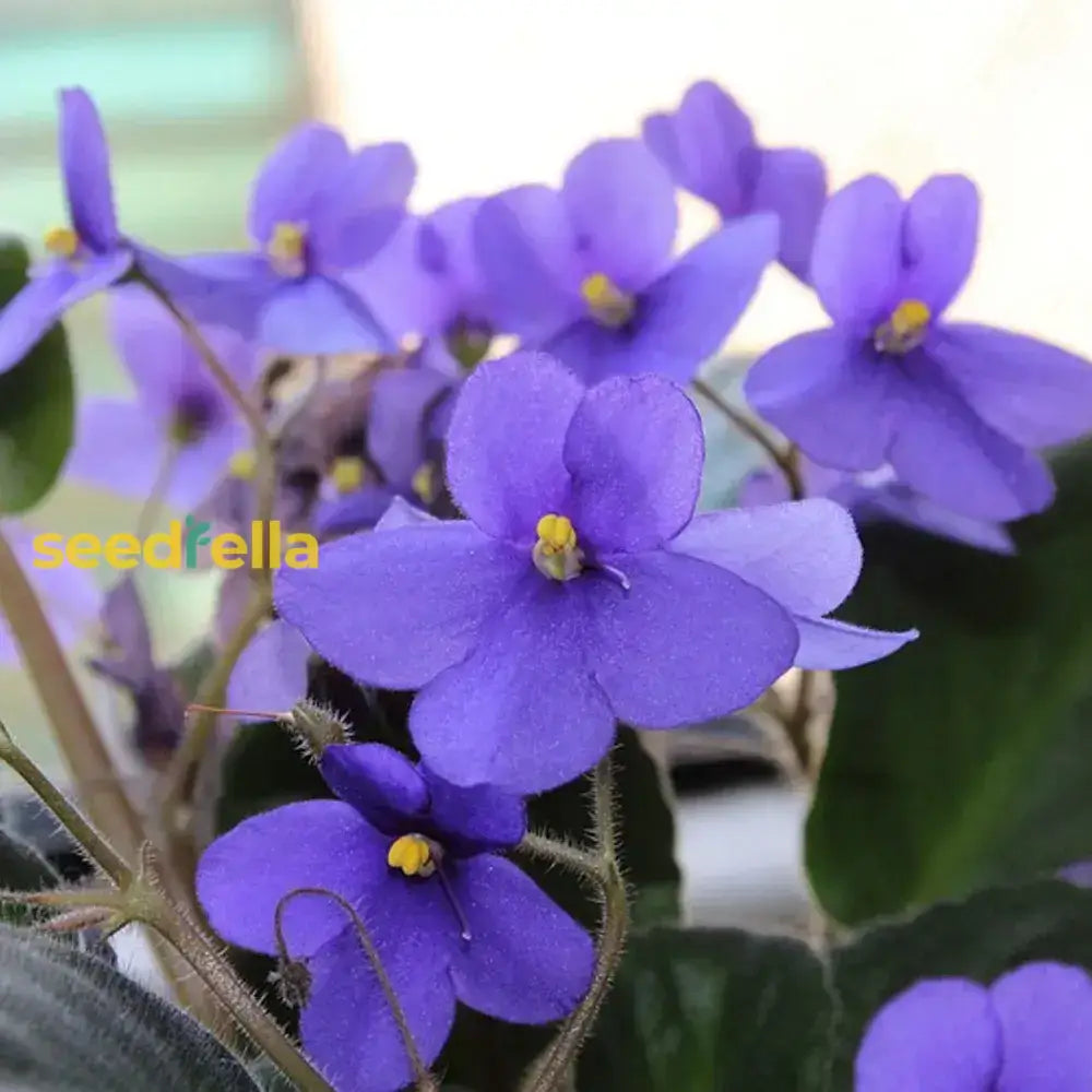 Mini African Violet Seeds For Indoor & Outdoor Planting - Easy To Grow Flower