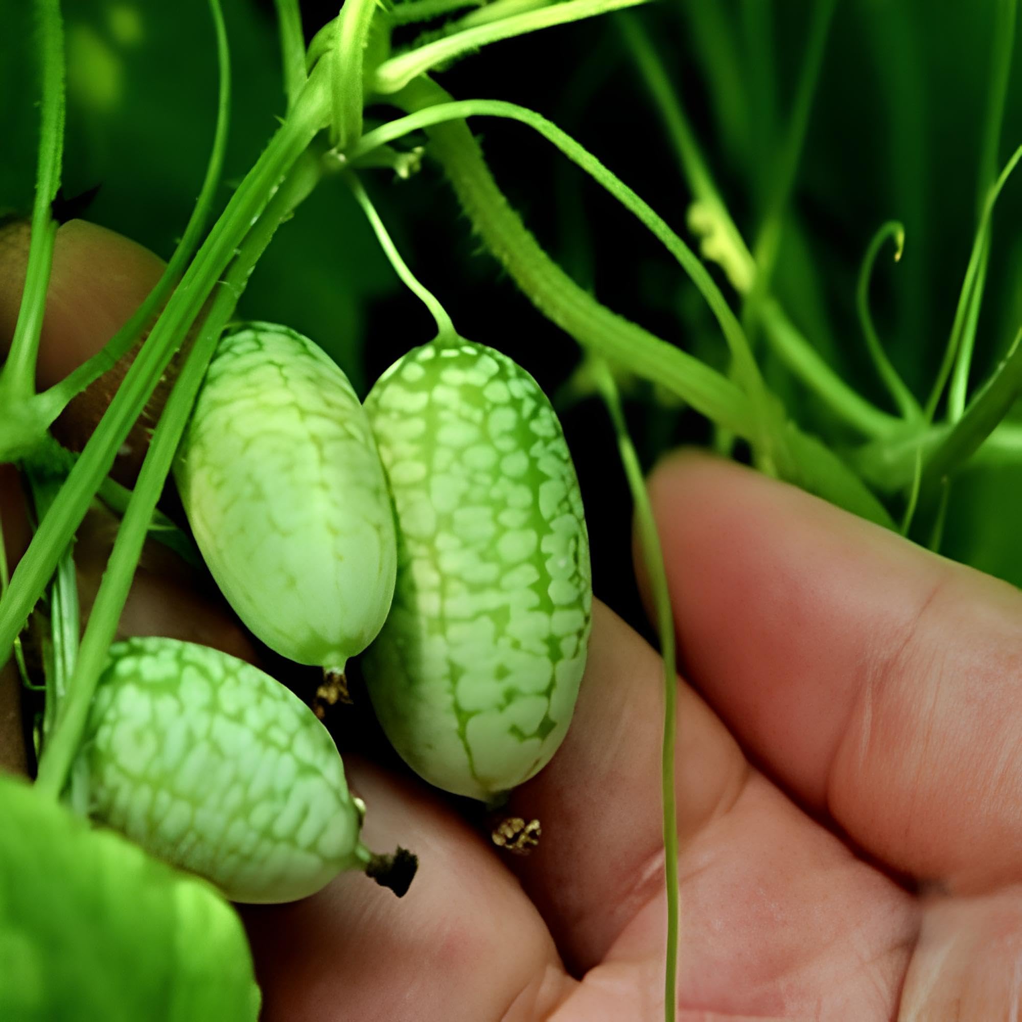 Mini cucumber-like fruits from Melothria scabra