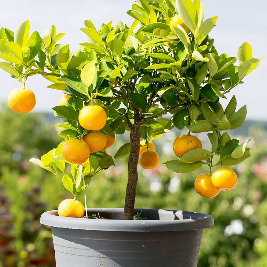 Mini fruit tree seeds growing in pots for patio and balcony gardens