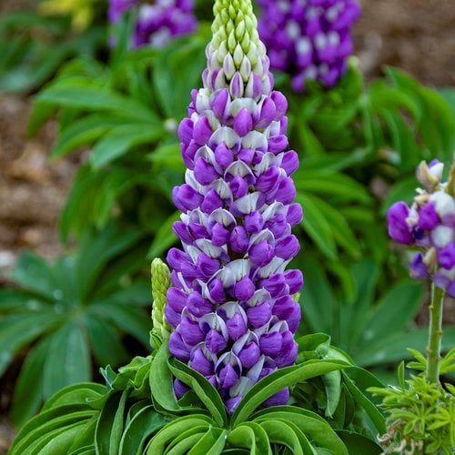 Lupine Popsicle Blue seeds for vibrant garden flowers