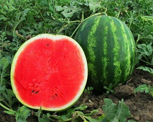Sliced Mini Love watermelon showing red flesh