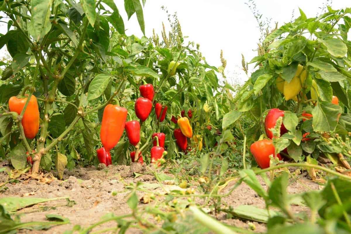 Mini Sweet Pepper plants growing in a home garden raised bed