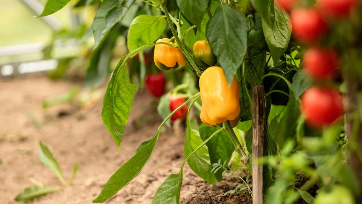 Mini Sweet Pepper seeds for planting Capsicum annuum mix