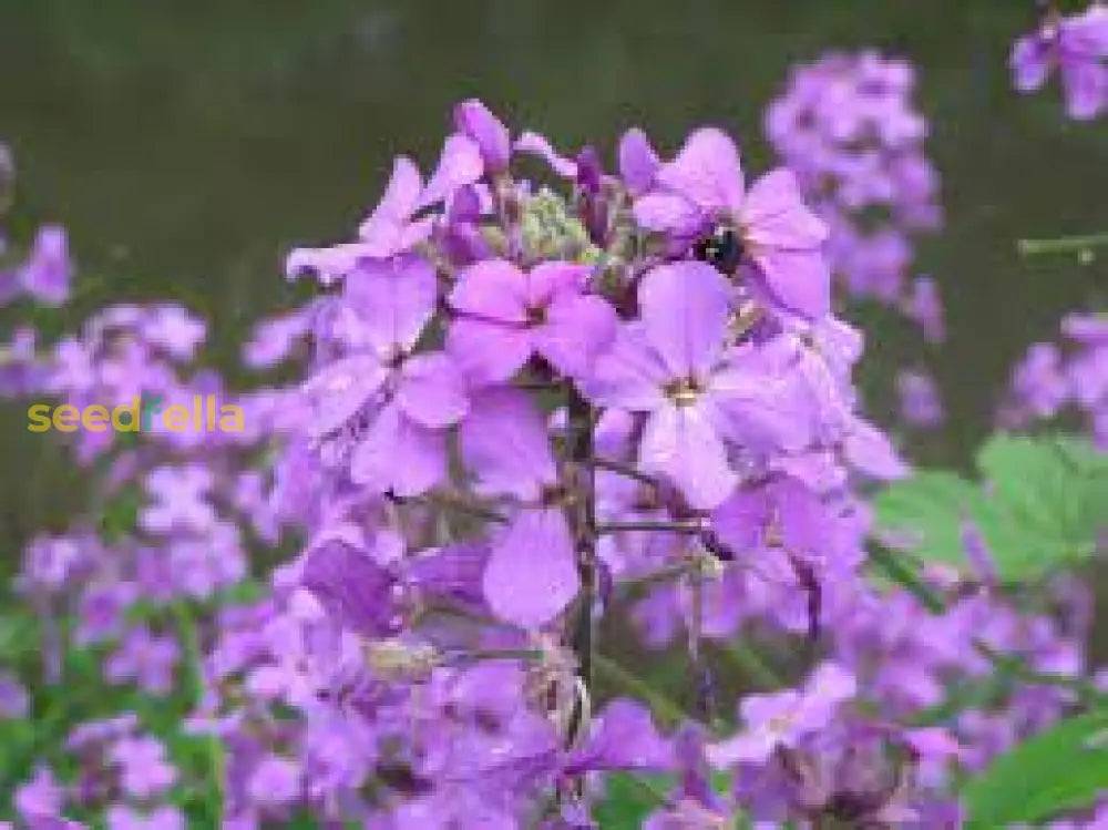 Mini Violet Dark Red Flower Seeds For Planting - Rare Variety