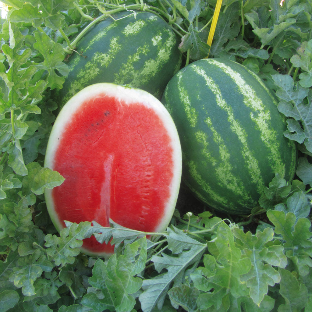 Mini watermelon fruit grown from bonsai watermelon seeds