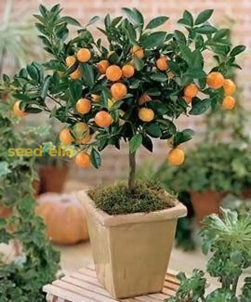 Miniature Orange Tree Seeds For Planting  Grow Your Own Indoor Citrus Fruit