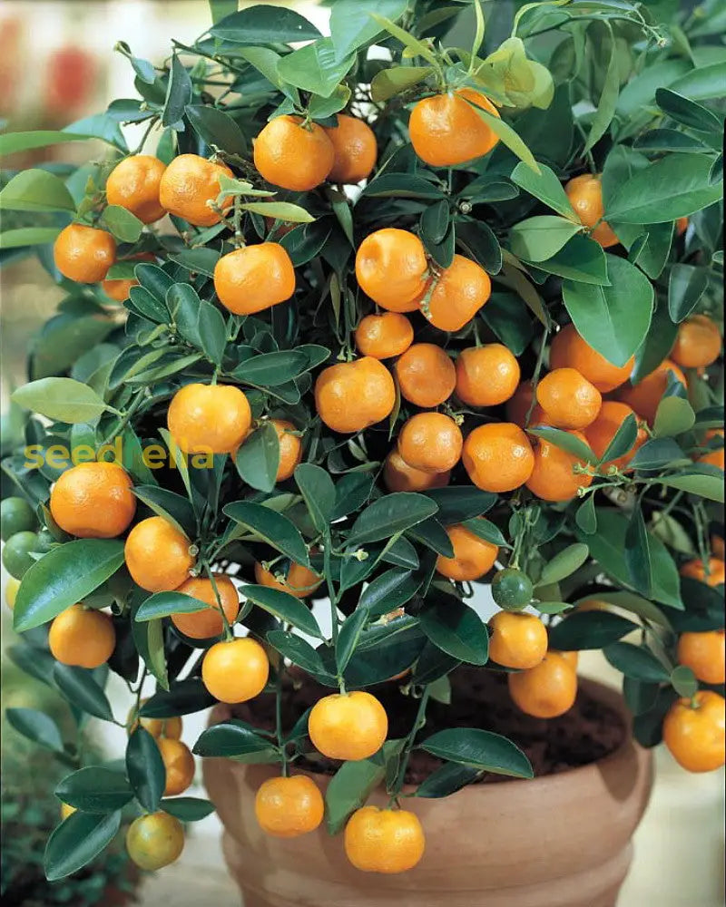 Miniature Orange Tree Seeds For Planting  Grow Your Own Indoor Citrus Fruit