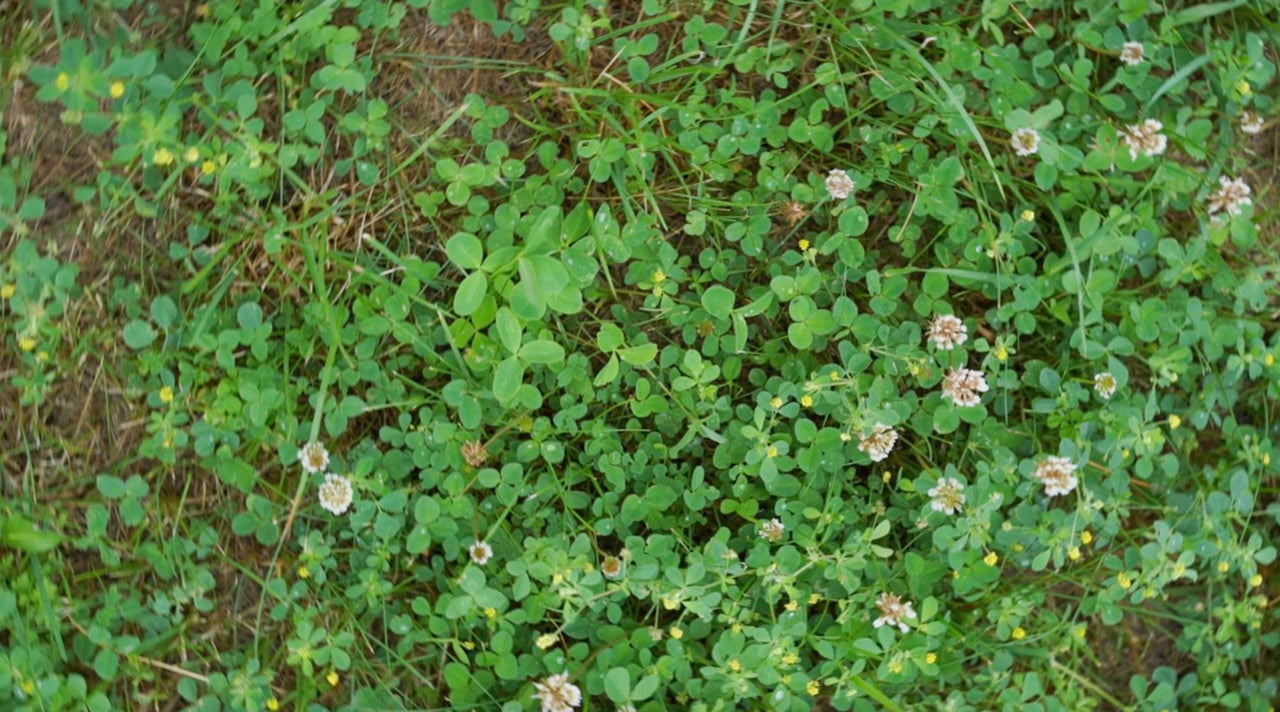 Miniature white clover lawn seeds