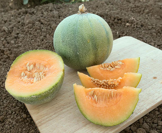 Brown Minnesota Cantaloupe Fruit Seeds Planting