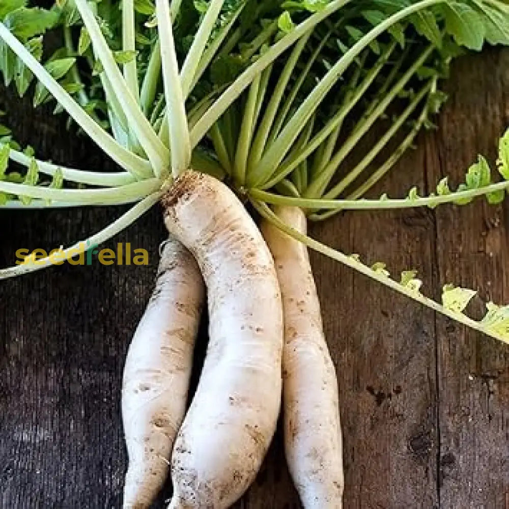 Minowase daikon radish seeds for planting