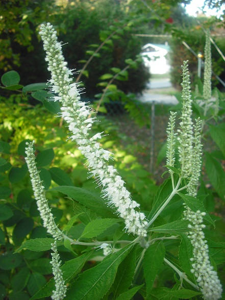 Mint Bush seeds Elsholtzia stauntonii Alba producing white fragrant flower spikes