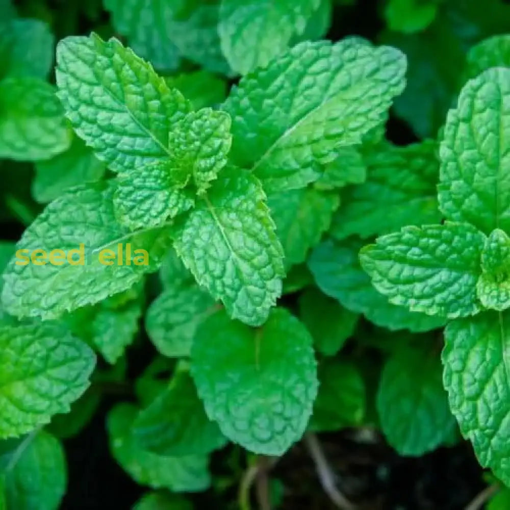 Mint Mentha Seeds For Planting Fresh Herb Gardens