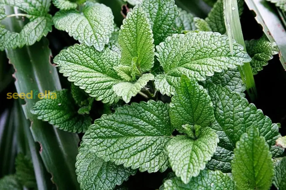 Mint Mentha Seeds For Planting Fresh Herb Gardens