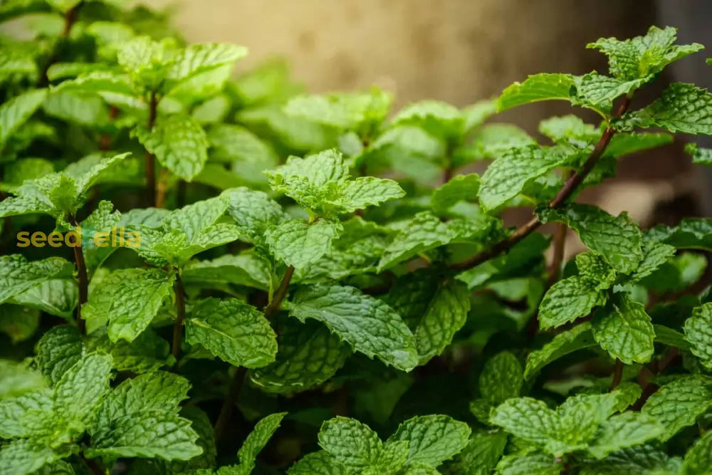 Mint Plant Seeds For Planting - Fresh Green Mentha Variety Vegetable Seeds