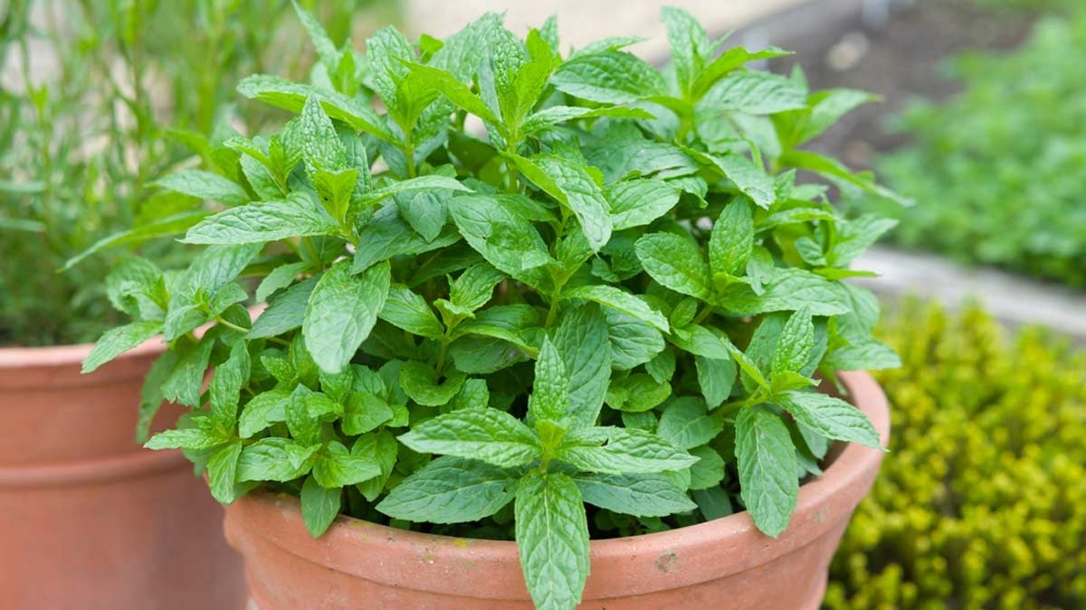 Step-by-step planting guide for Mint seeds