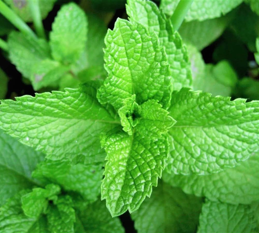 Mint plants thriving in raised garden beds