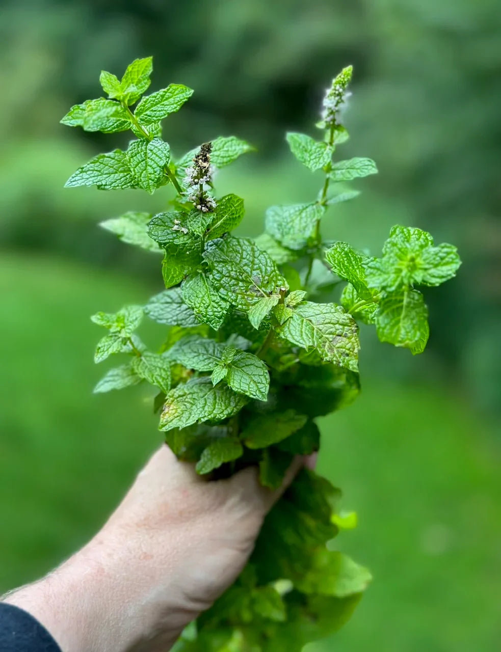Young Mint Seedlings Growing Indoors